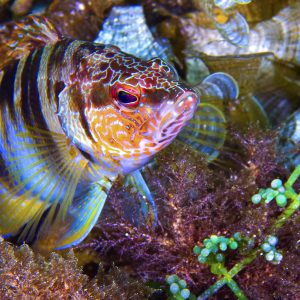 Painted Comber, Cabo Cope-Puntas del Calnegre Natural Park, Spain