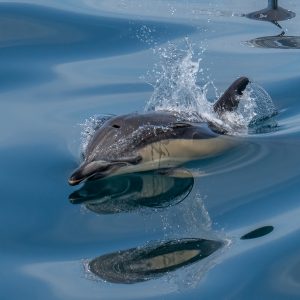 Scenic view of a group of dolphins swimming in the sea