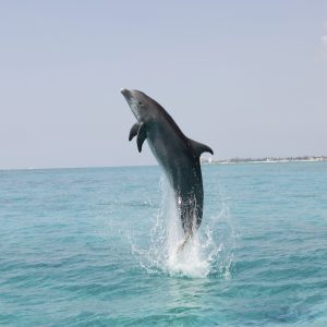 dolphin leaping from sea water