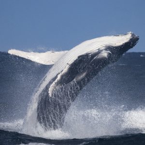 Big blue whale jumps out of water