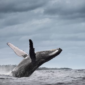 Humpback whale (Megaptera novaeangliae), breaching, Tonga, Fiji