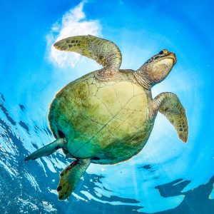 green turtle in the great barrier reef