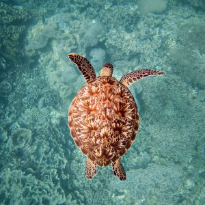 Beautiful shot of a Hawksbill sea turtle