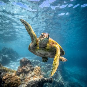 a green turtle is swimming underwater near some corals and rocks