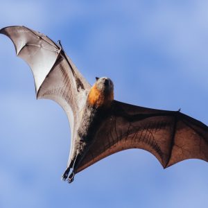 Flying Fox in Australia