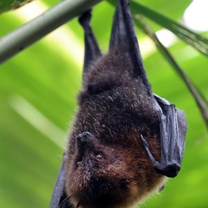 The Rodrigues flying fox or Rodrigues fruit bat (Pteropus rodricensis)