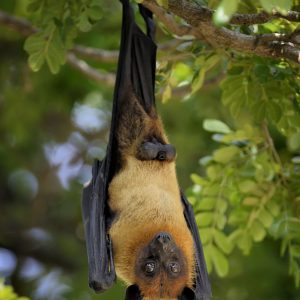 Flying fox