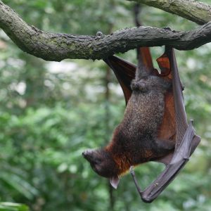 a bat hanging from a branch