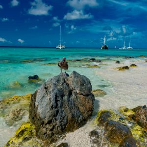 panorama-of-the-most-beautiful-beach-of-the-caribb-2026-03-25-22-58-20-utc