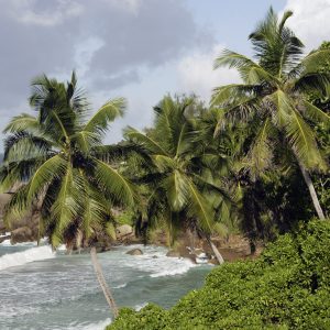 rocks-and-palm-trees-along-shore-anse-intendance-2026-01-11-09-59-30-utc