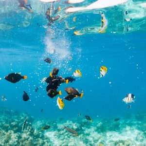 corals and tropical fish underwater sea life
